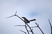 Tanzanie0468EPV0502