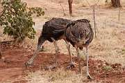 Tanzanie0469EPV0503