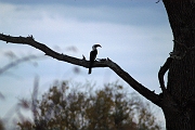 Tanzanie0480EPV0515