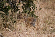 Tanzanie0484EPV0519