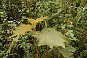 Tanzanie0501EPV0539