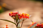 Tanzanie0510EPV0548