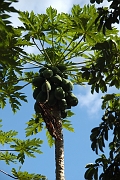 Tanzanie0558EPV0600