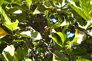 Tanzanie0559EPV0601