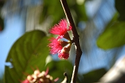 Tanzanie0560EPV0602