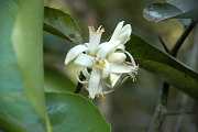 Tanzanie0561EPV0603