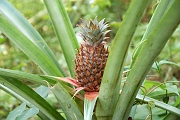 Tanzanie0562EPV0604