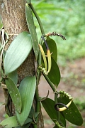 Tanzanie0567EPV0609