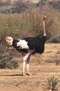 Tanzanier0011EPV0018