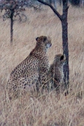 Tanzanier0212EPV0234