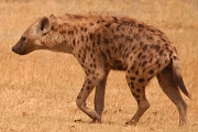 Tanzanier0267EPV0293