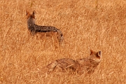 Tanzanier0282EPV0308