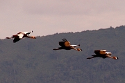 Tanzanier0341EPV0368