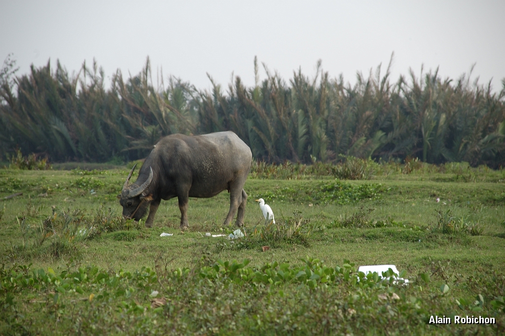 DSC_1931.jpg