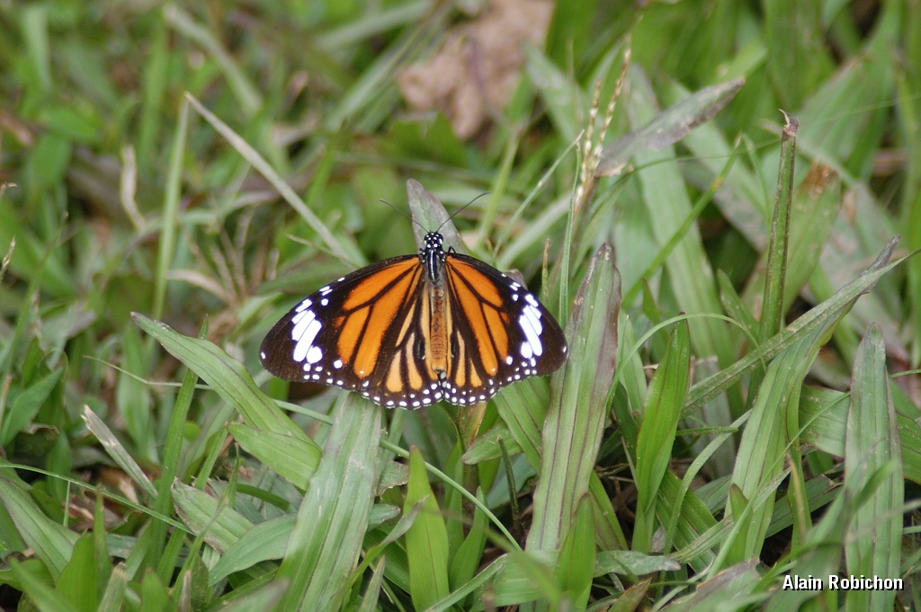 DSC_2005.jpg