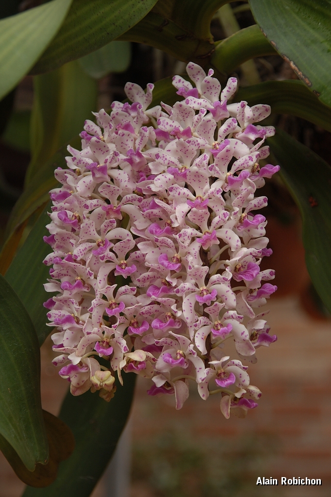 DSC_2562.jpg