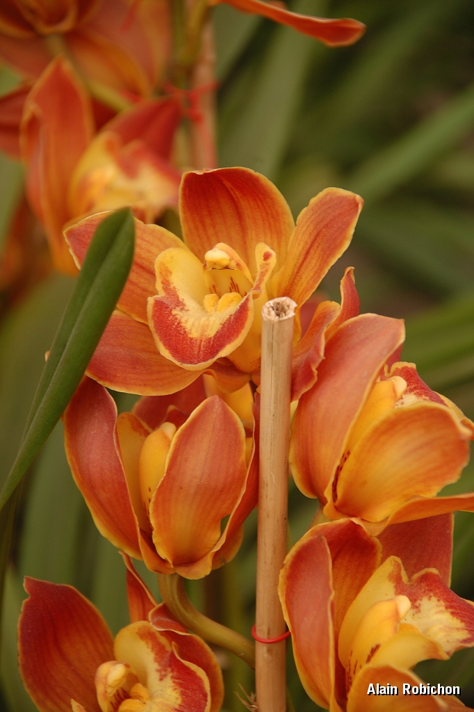 DSC_2593.jpg