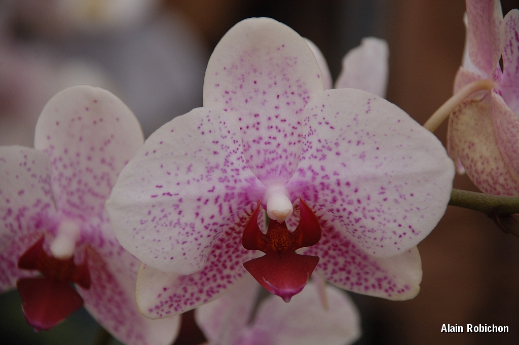 DSC_2595.jpg