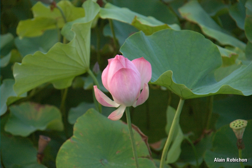 DSC_3061.jpg