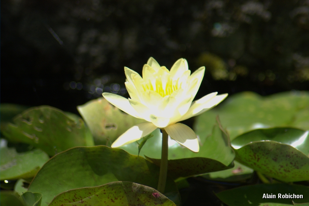 DSC_3177.jpg