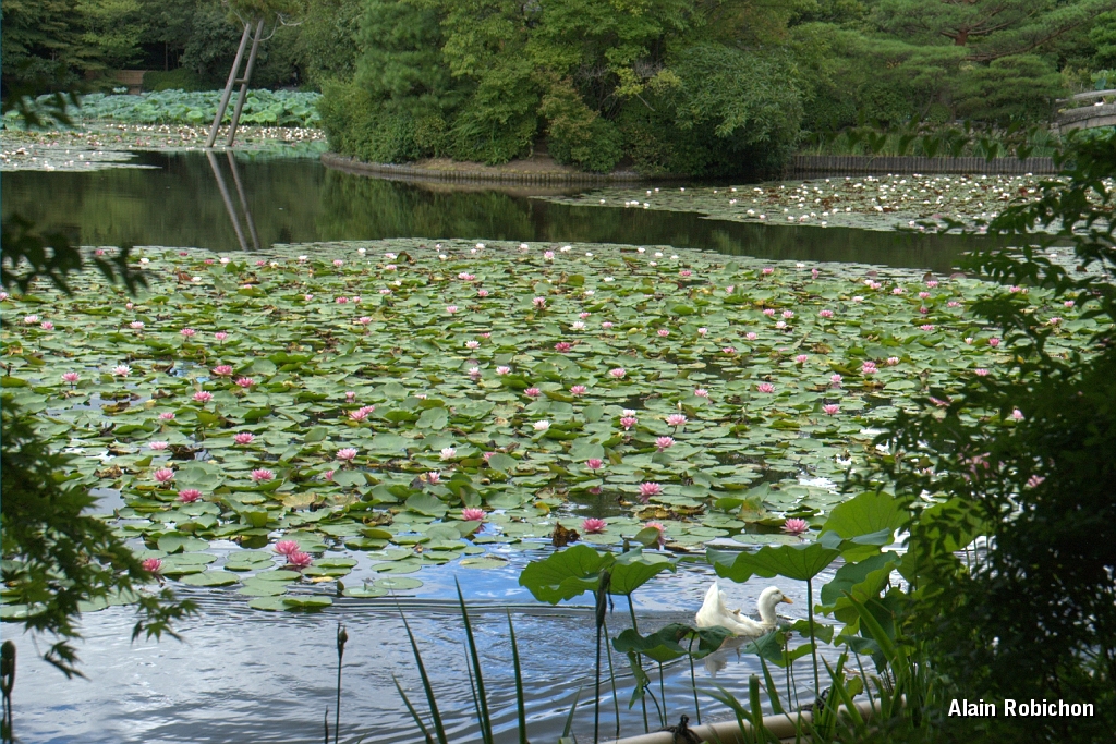 DSC_3436.jpg