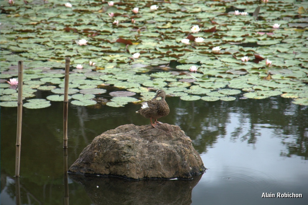 DSC_3450.jpg