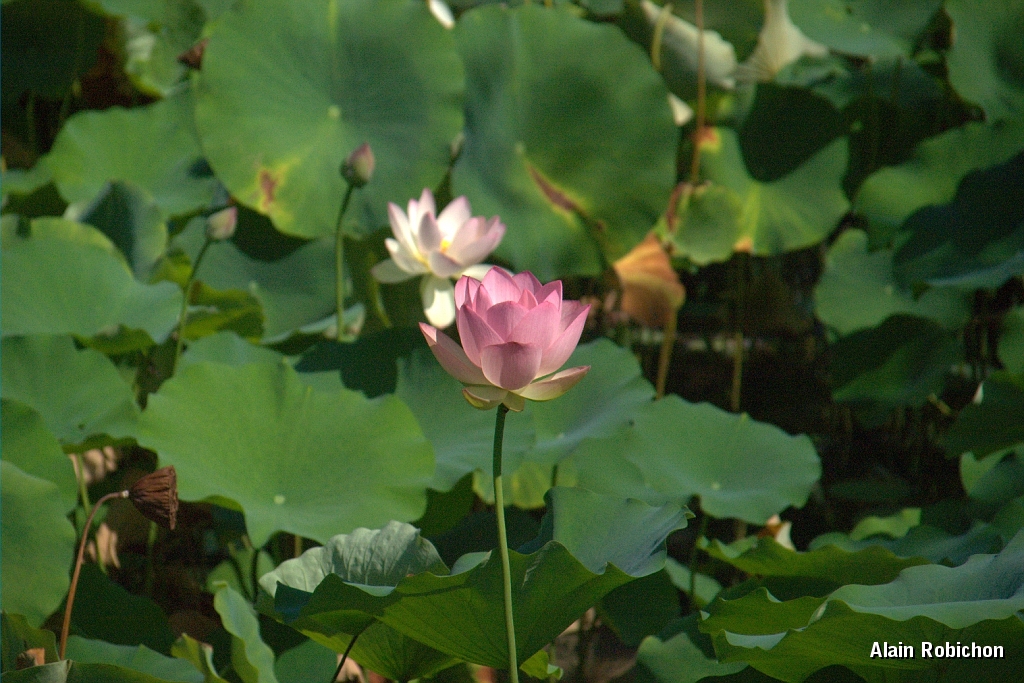 DSC_3561.jpg