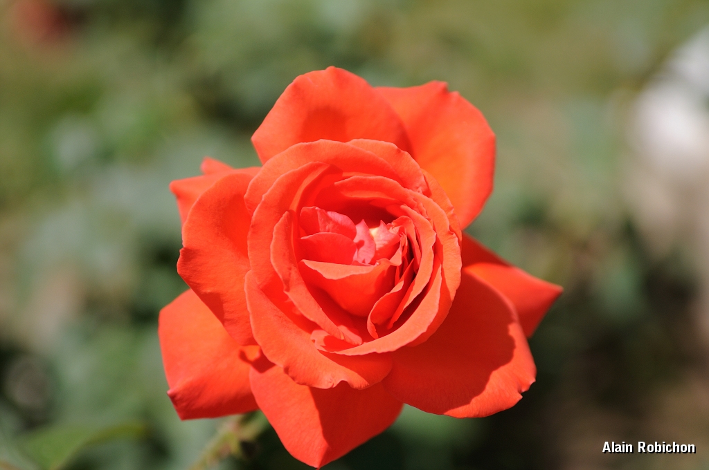 DSC_0575.jpg