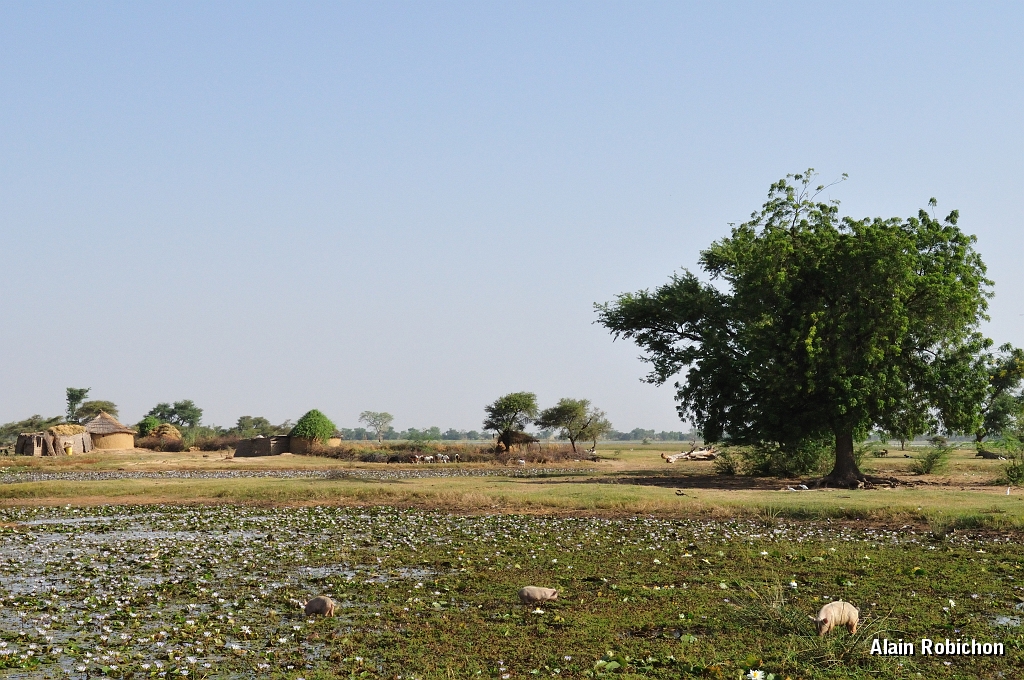mali090.jpg