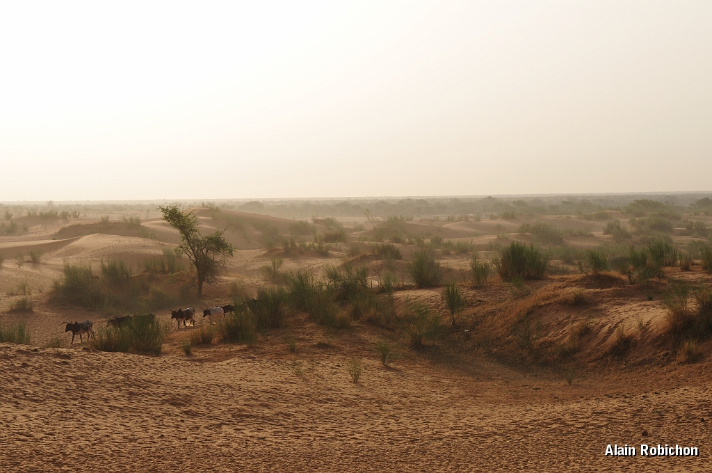 mali139.jpg