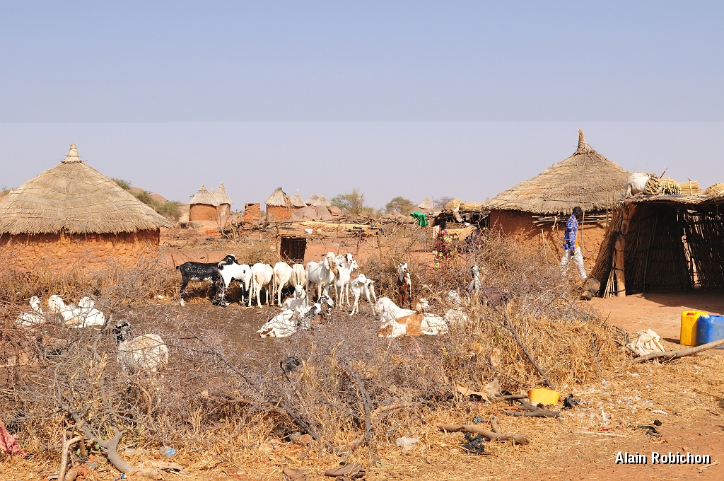 mali162.jpg