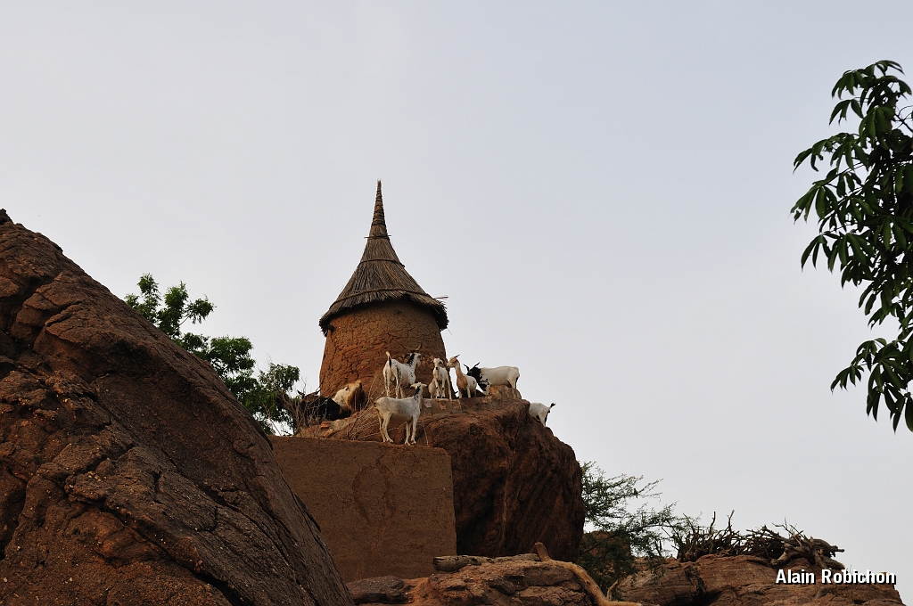 mali256.jpg