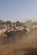 mali045