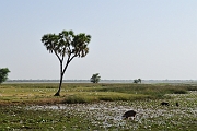 mali089