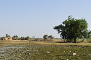 mali090
