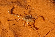 mali147