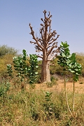 mali167