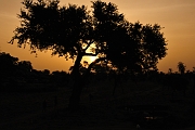 mali237