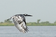 mali363