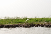 mali381