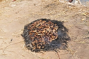 mali459