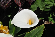 guatemala012