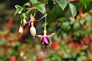 guatemala014