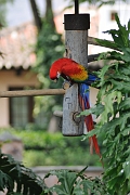 guatemala027