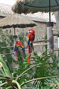guatemala028