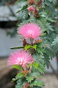 guatemala030