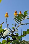 guatemala134