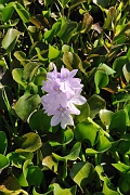 guatemala135