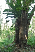 guatemala156