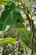 guatemala158